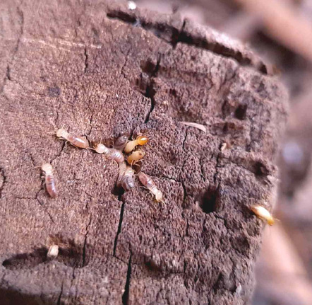 Travaux de charpente à Guingamp (22200) dans les Côtes-d'Armor (22)